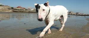 Training English Bull Terriers