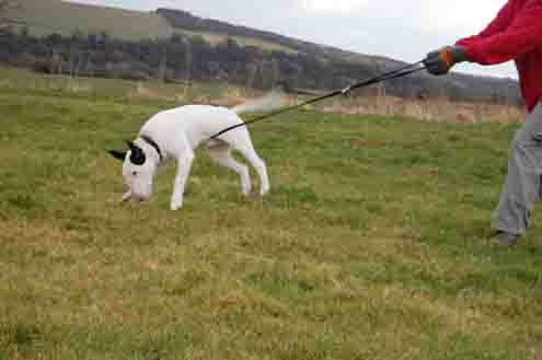 Training English Bull Terriers, but I don't have a problem!